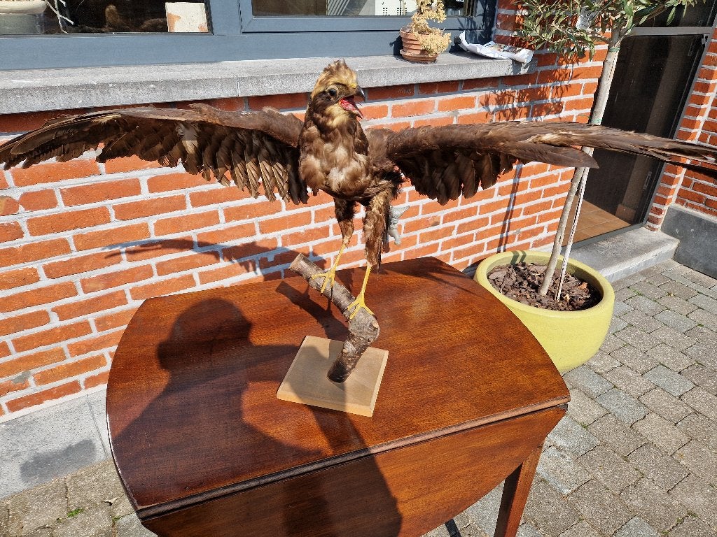 taxidermie BuizerdMooie, Ophalen of Verzenden