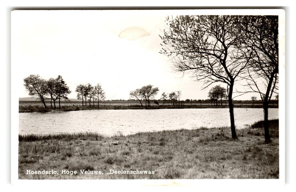 Hoenderloo, Hoge Veluwe - "Deelenschewas" Lees beschrijving, Verzenden, 1940 tot 1960, Ongelopen, Gelderland
