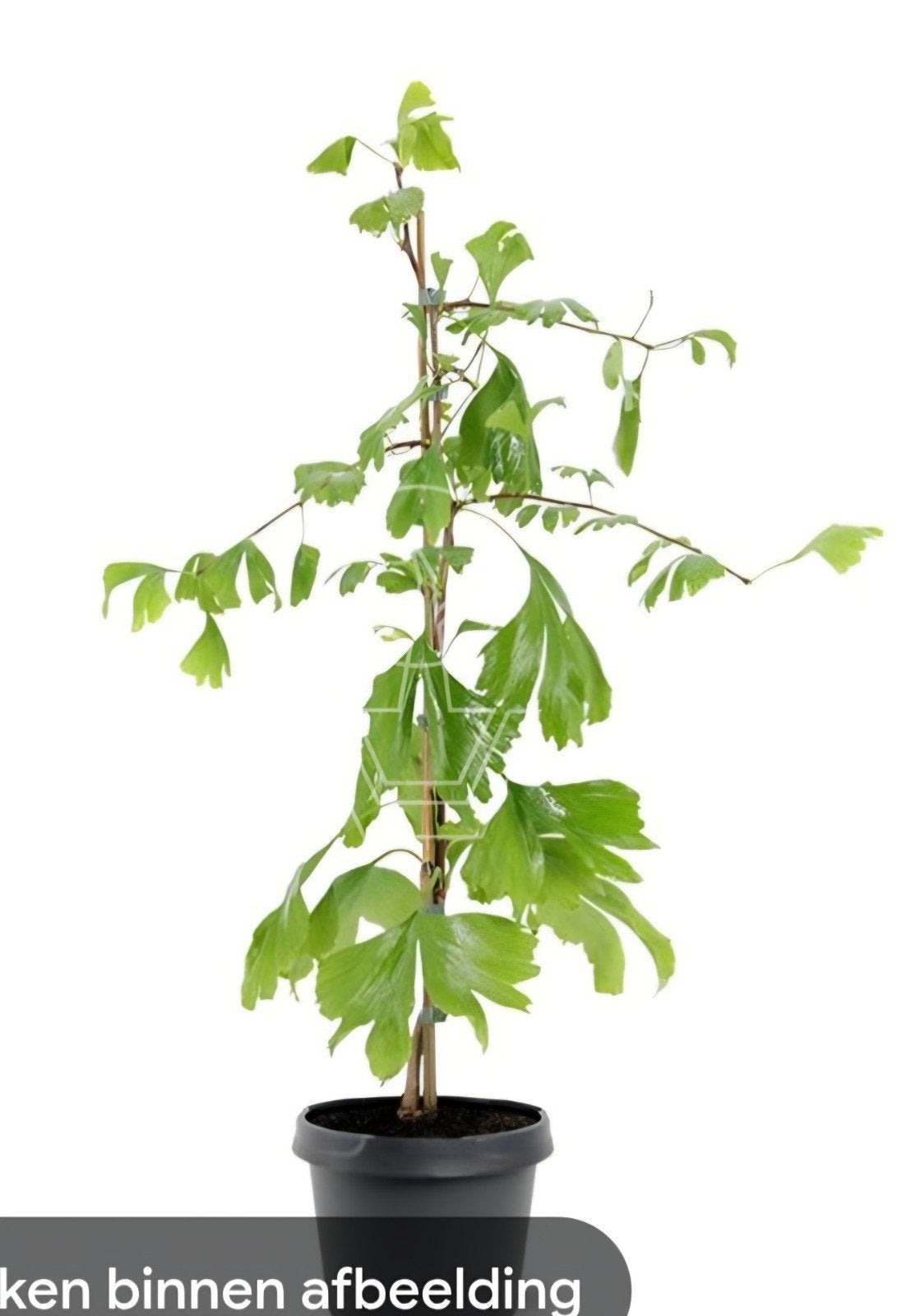 Ginkgo Biloba Planten gevraagd- Vertakt, Max. 62cm, Potmaat, Tuin en Terras, Planten | Tuinplanten, Ophalen of Verzenden, Overige soorten