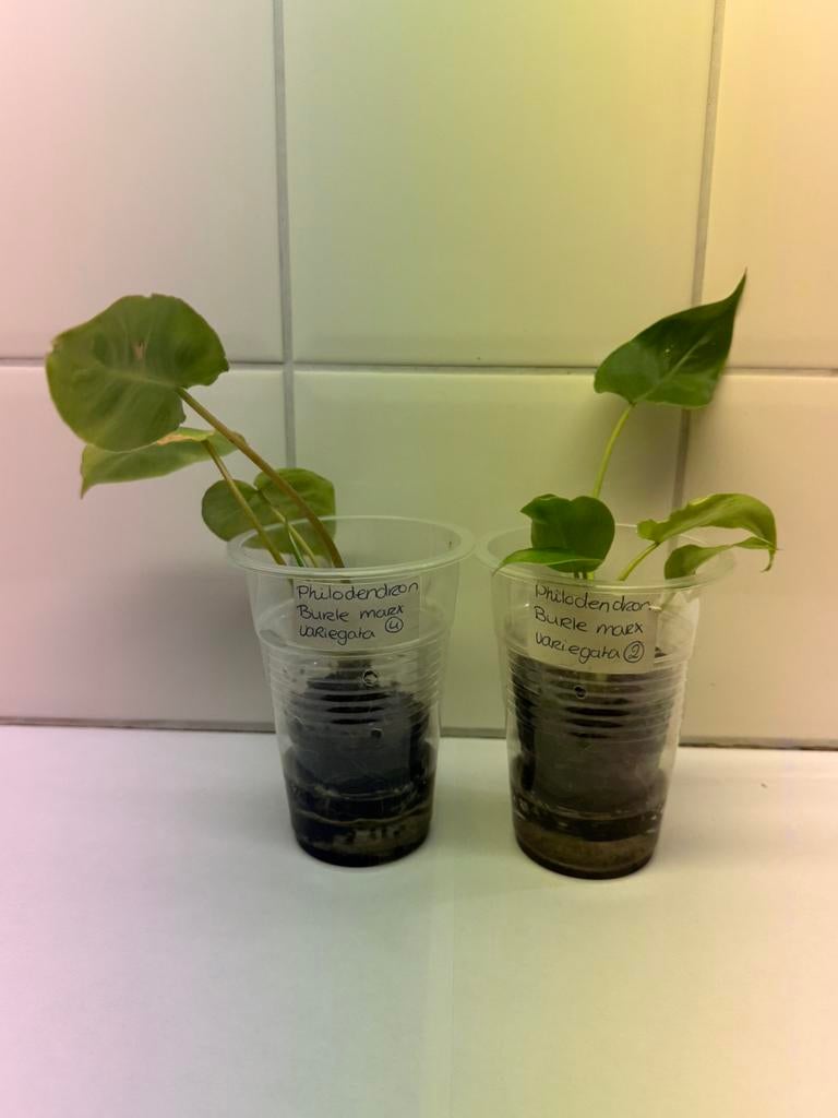 Philodendron burl marx, Huis en Inrichting, Ophalen of Verzenden, Halfschaduw, Minder dan 100 cm
