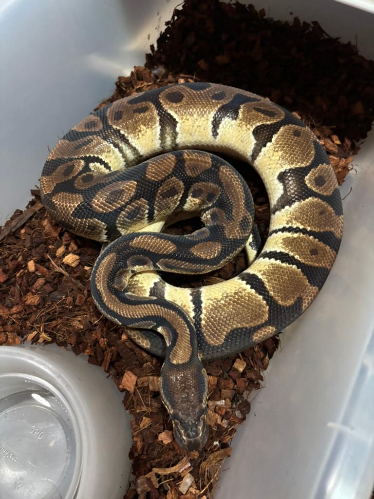 Python Regius - Orange Dream Het Desert Ghost man Ball Python - male for sale from rik