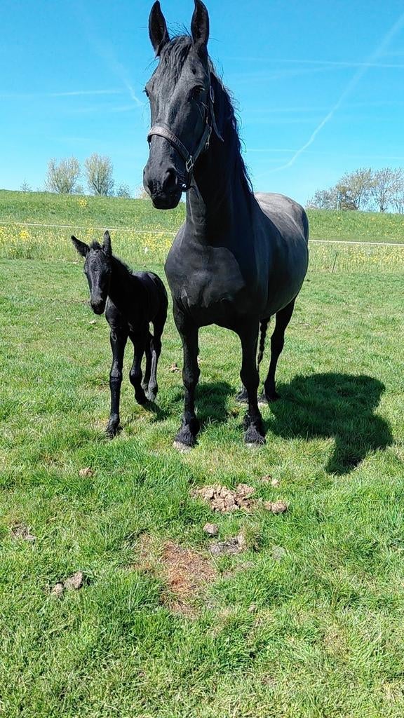 Fries merrie veulen en twenter ruin te koop, Dieren en Toebehoren, Paarden, Hengst, Minder dan 160 cm, 0 tot 2 jaar, Dressuurpaard