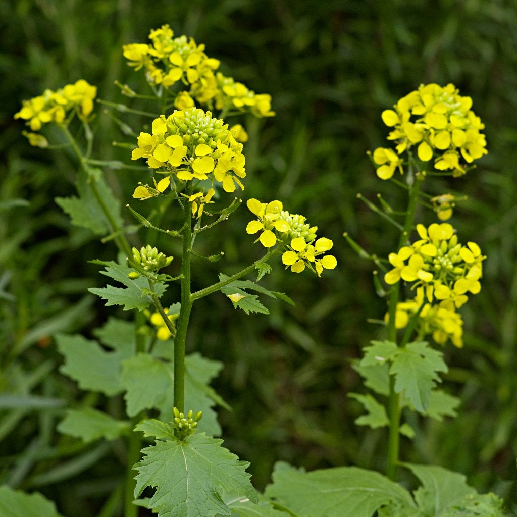 Zaden gele mosterd (Sinapis alba), Ophalen of Verzenden, Voorjaar, Volle zon, Zaad