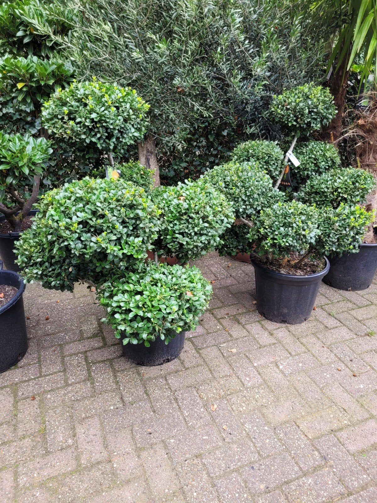 Ilex Crenata ' - Japanse Hulst, Ophalen, Bloeit niet, Overige soorten, Halfschaduw
