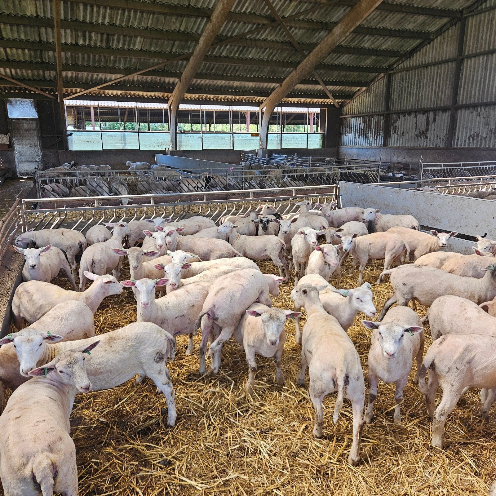 kruisling inra ooilammeren, Dieren en Toebehoren, Meerdere dieren, Schaap