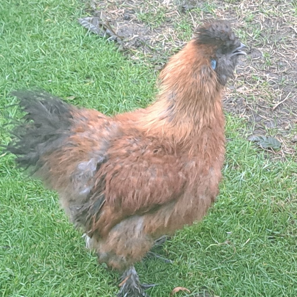 Pluimvee, Dieren en Toebehoren, Mannelijk, Kip
