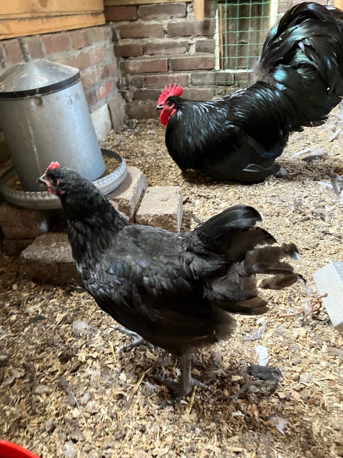 Australorp haan, Dieren en Toebehoren, Mannelijk, Kip