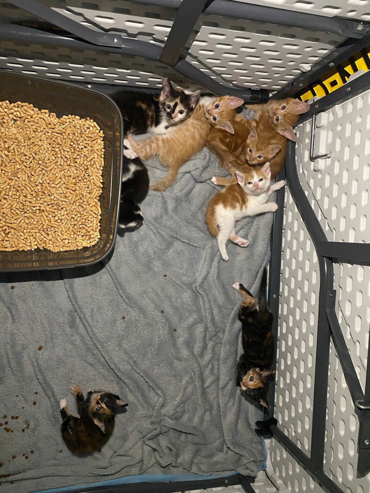 Kittens, Dieren en Toebehoren, Katten en Kittens | Overige Katten, Meerdere dieren