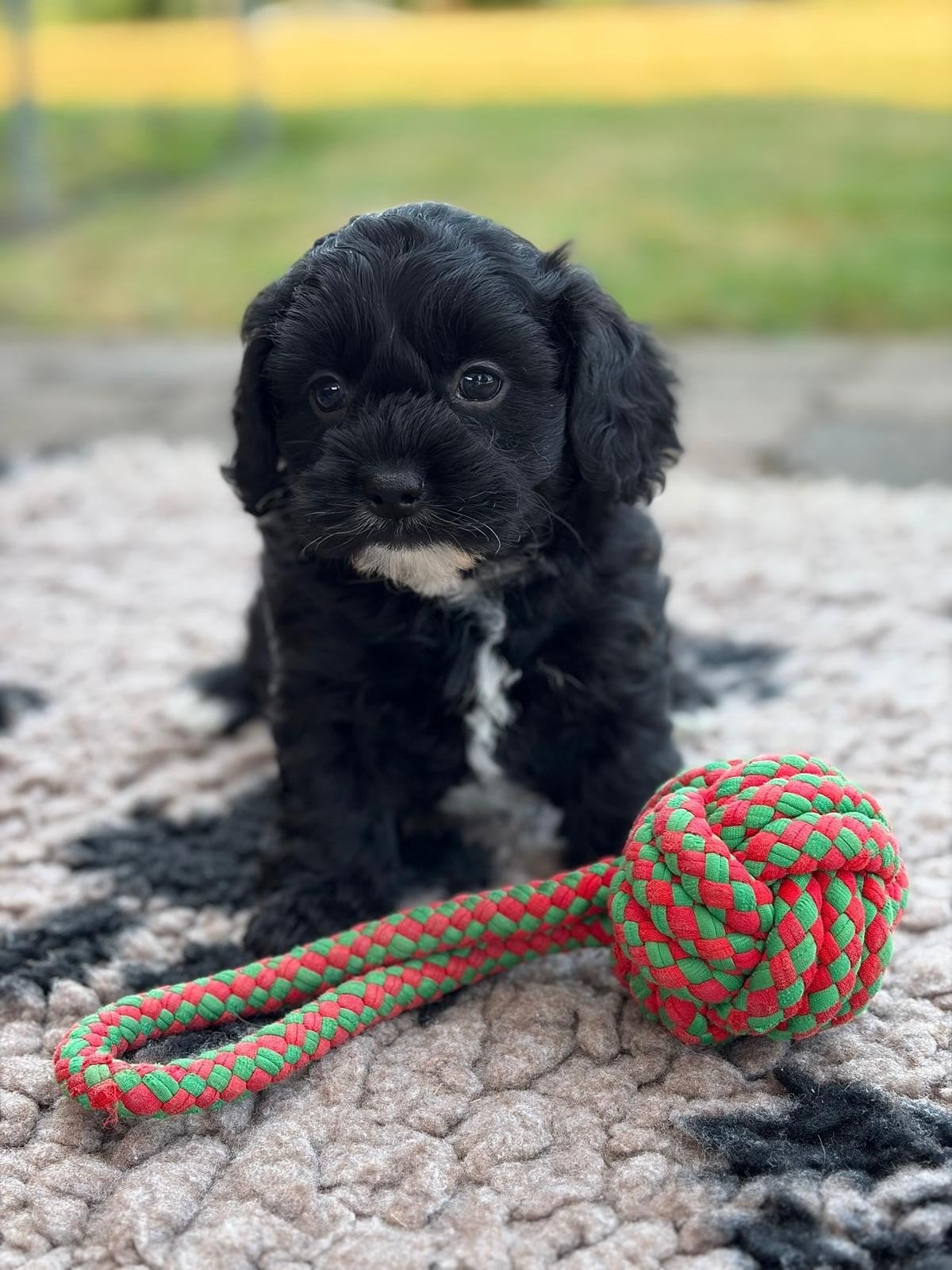 Maltipoo/Boompoo, Dieren en Toebehoren, Honden | Retrievers, Spaniëls en Waterhonden, Meerdere dieren, Overige rassen, Fokker | Hobbymatig