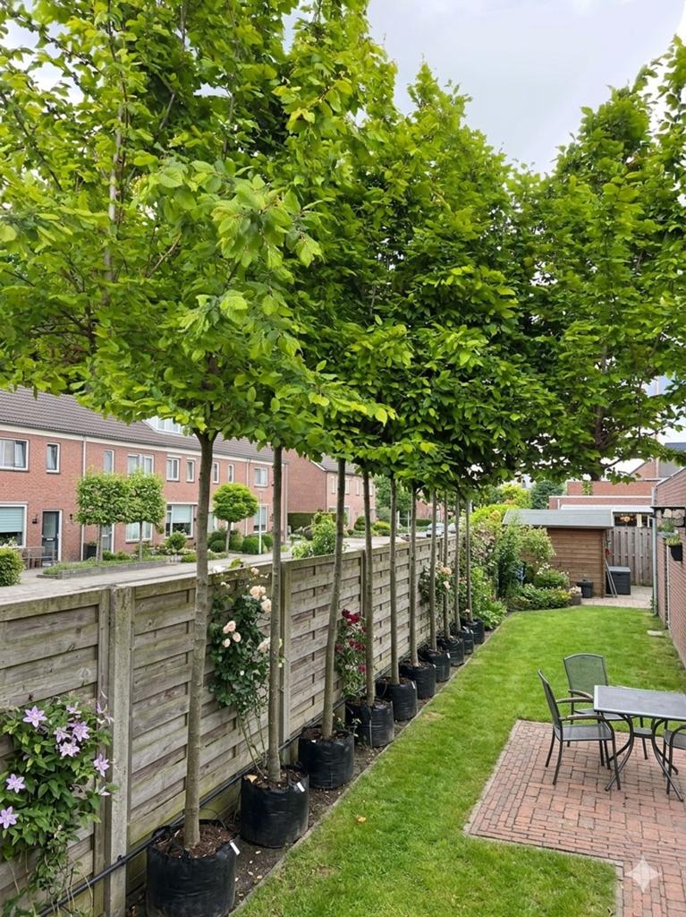 Carpinus betulus zware maat | De perfecte privacy-boom voor, Tuin en Terras, Ophalen, Volle zon, Overige soorten