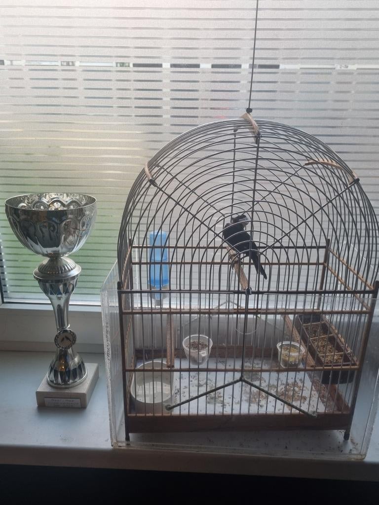 Surinaamse Twatwa wedstrijdvogel. Met alle toebehoren, Ophalen of Verzenden, Vogelkooi
