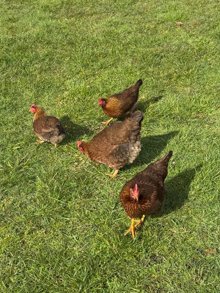 2 welsummer kriel hennen, Dieren en Toebehoren, Pluimvee, Kip, Vrouwelijk