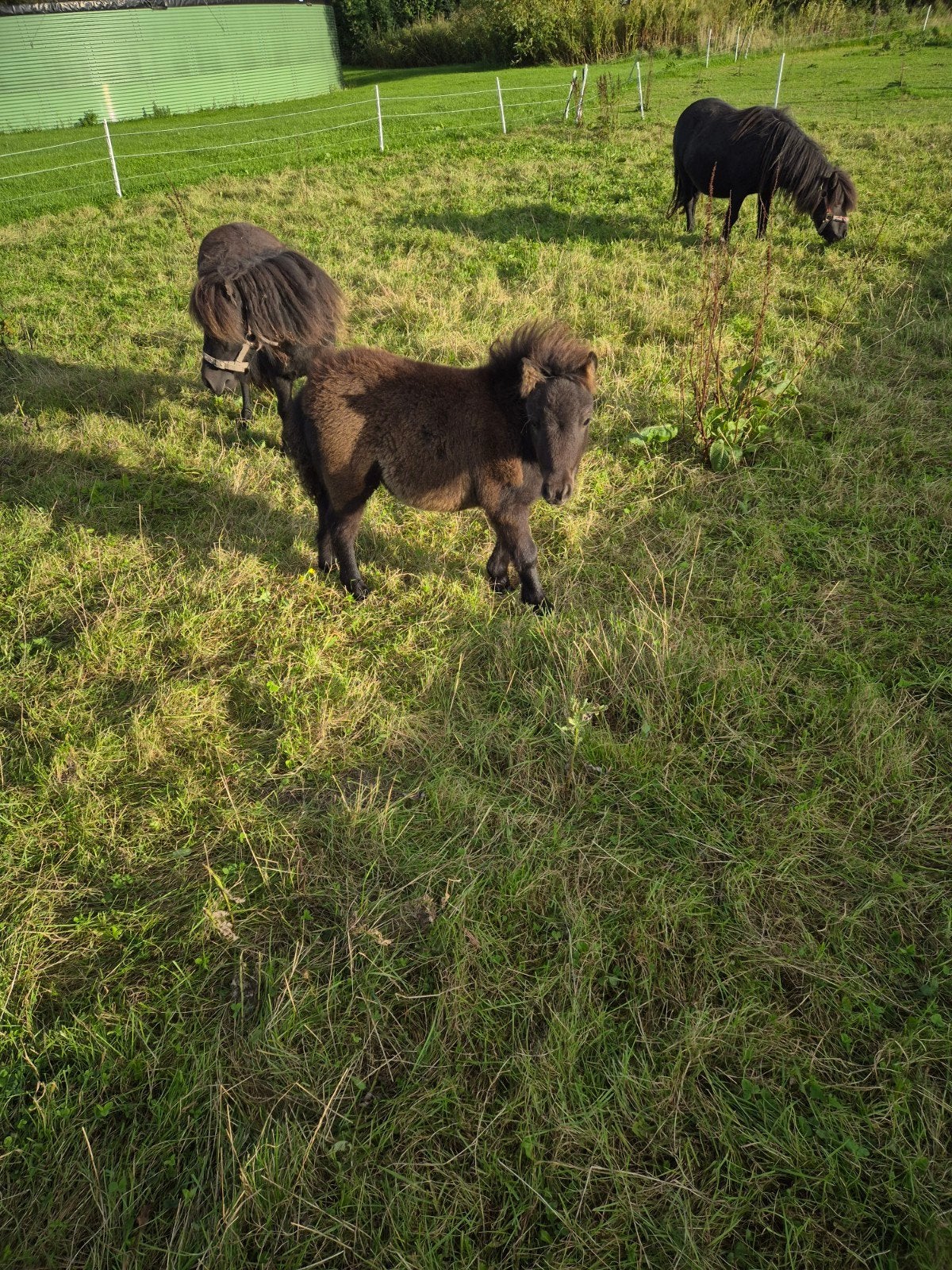mooi shetlander veulen, Dieren en Toebehoren, 0 tot 2 jaar