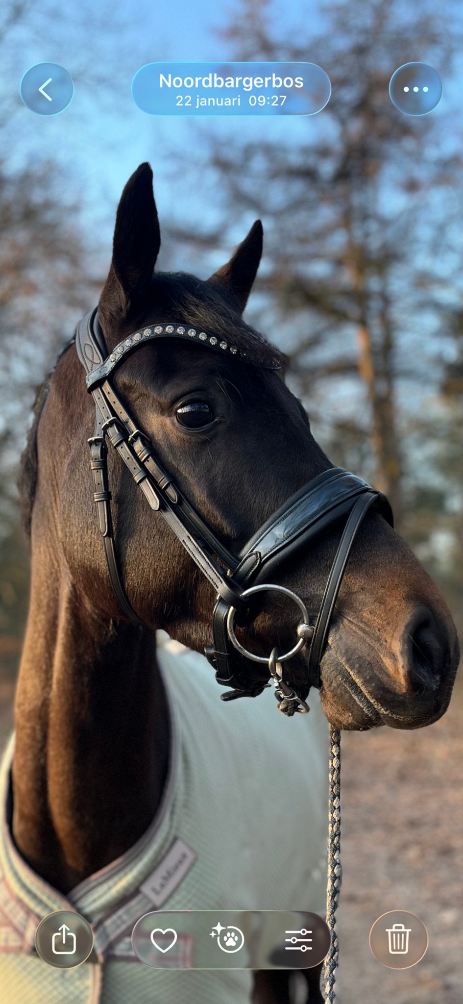 Tess hoofdstel maar cob, Dieren en Toebehoren, Hoofdstel, Ophalen of Verzenden, Cob, Anatomisch gevormd