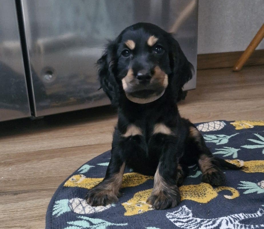 Cocker Spaniel pups zoeken een gouden mandje, Parvo, 8 tot 15 weken, Meerdere, Meerdere dieren