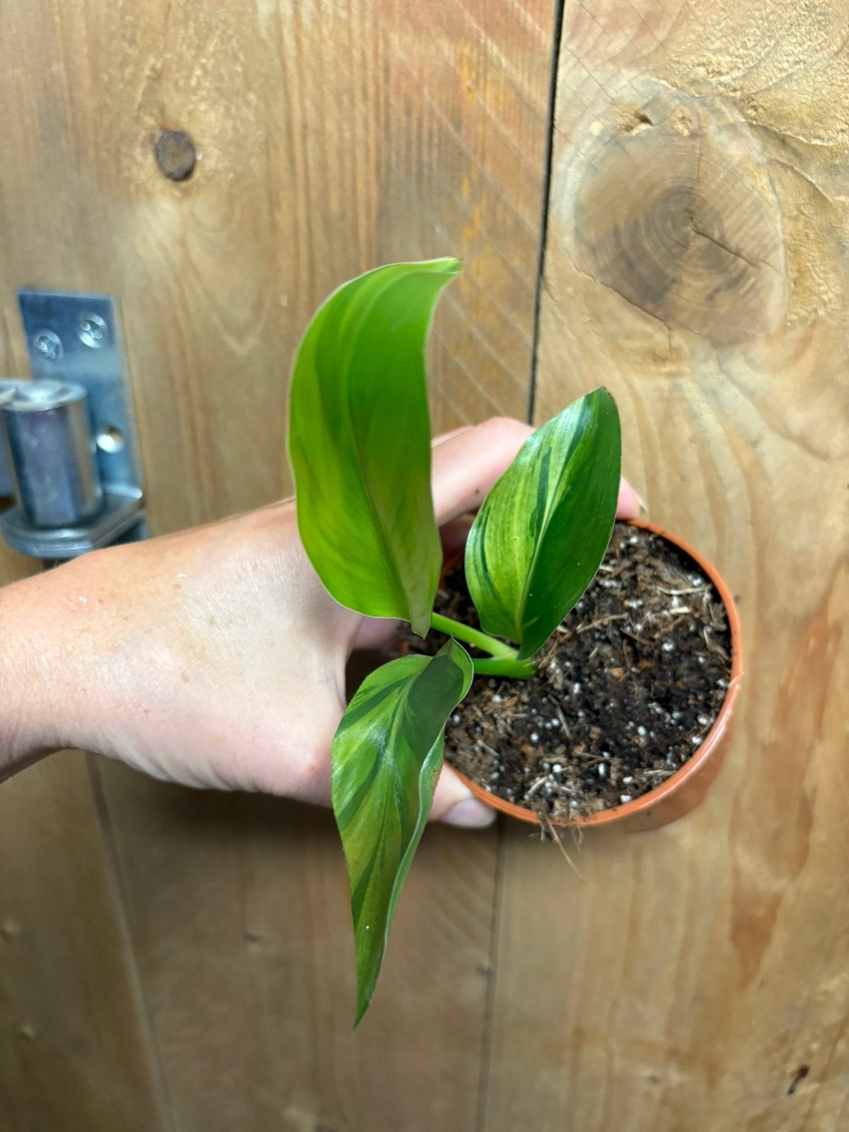 Strelitzia nicolai variegata plant green mint gog, Huis en Inrichting, Kamerplanten, Ophalen of Verzenden, Halfschaduw, Minder dan 100 cm