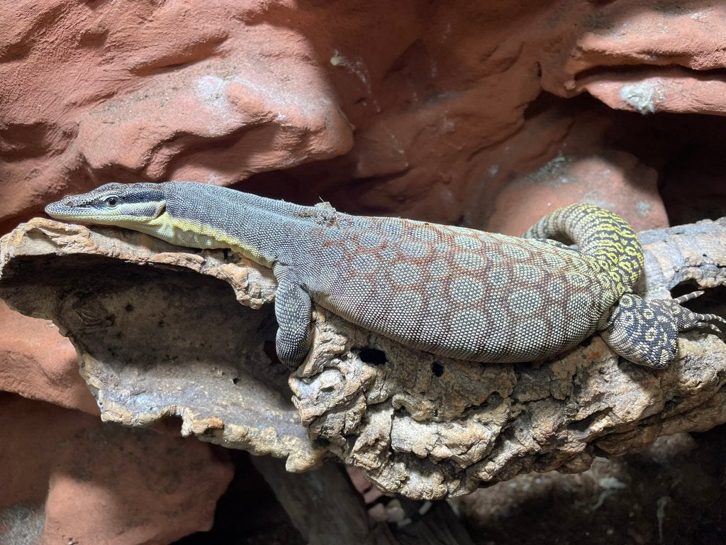 Varanus glauerti koppel, Hagedis, 3 tot 6 jaar
