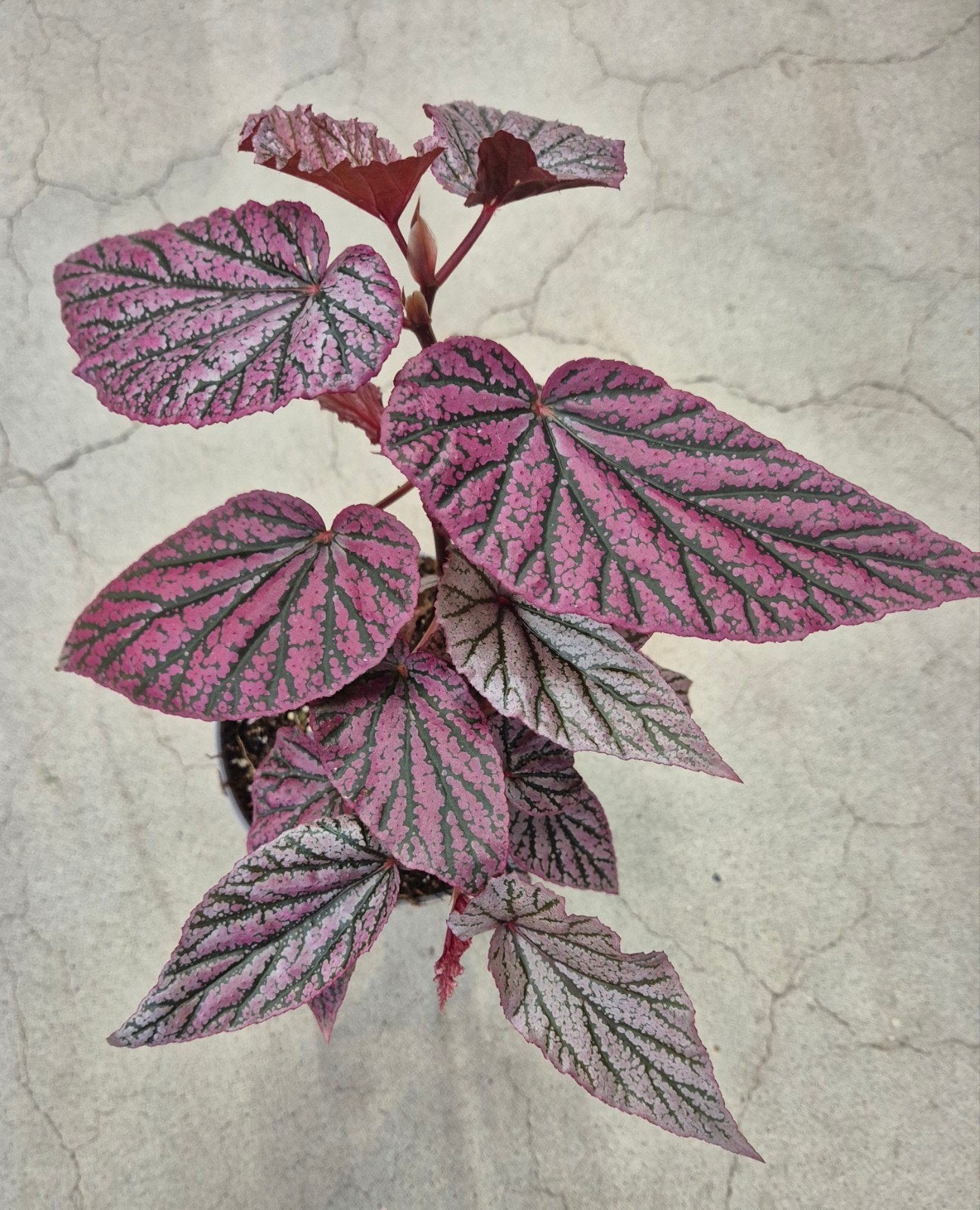 Begonia Sp Pink Pax p12 (3)