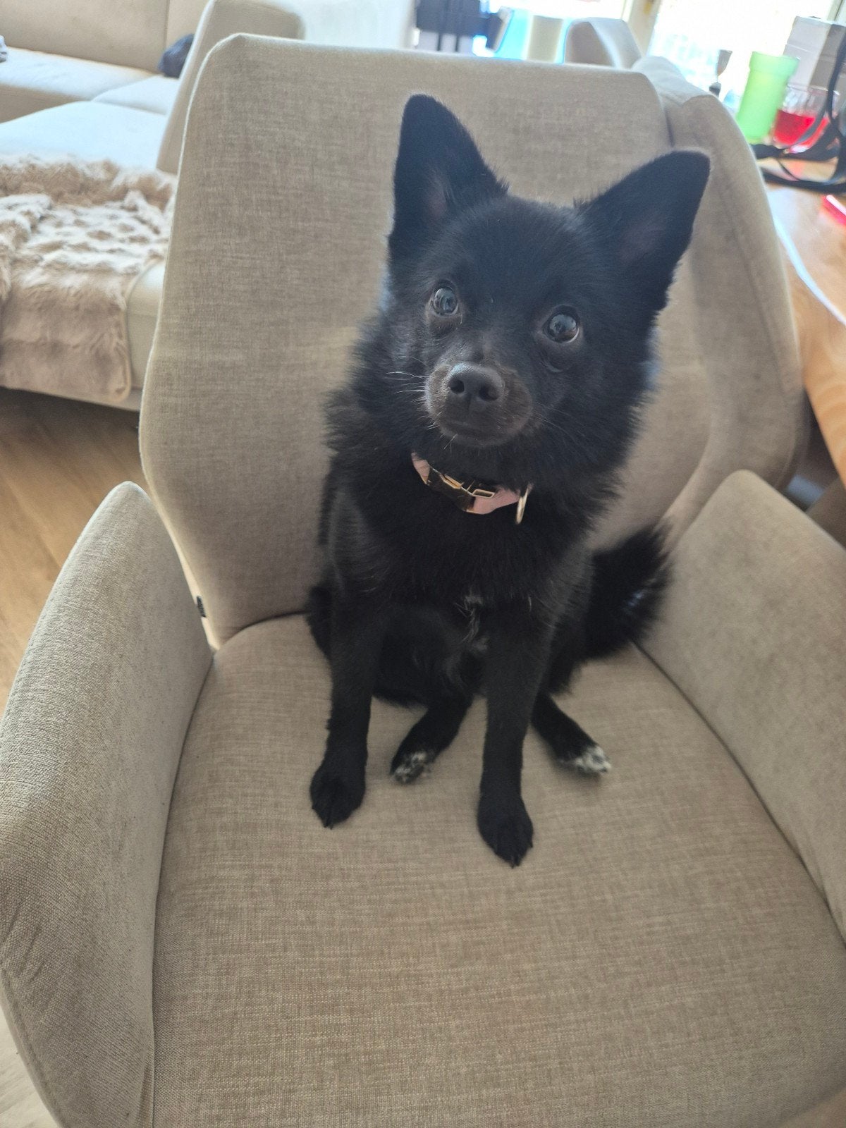 Pomsky Pup, Dieren en Toebehoren, 15 weken tot 1 jaar, Overige rassen, Teef, Parvo