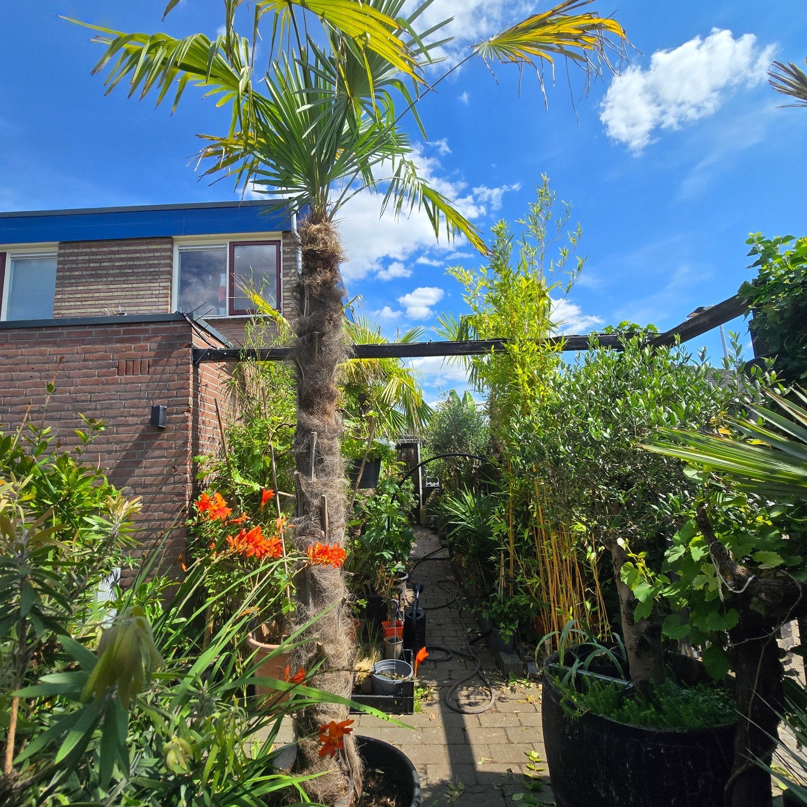 verschillende trachycarpus fortunei palmbomen, Tuin en Terras, Planten | Bomen, 100 tot 250 cm, Zomer, Palmboom, Ophalen