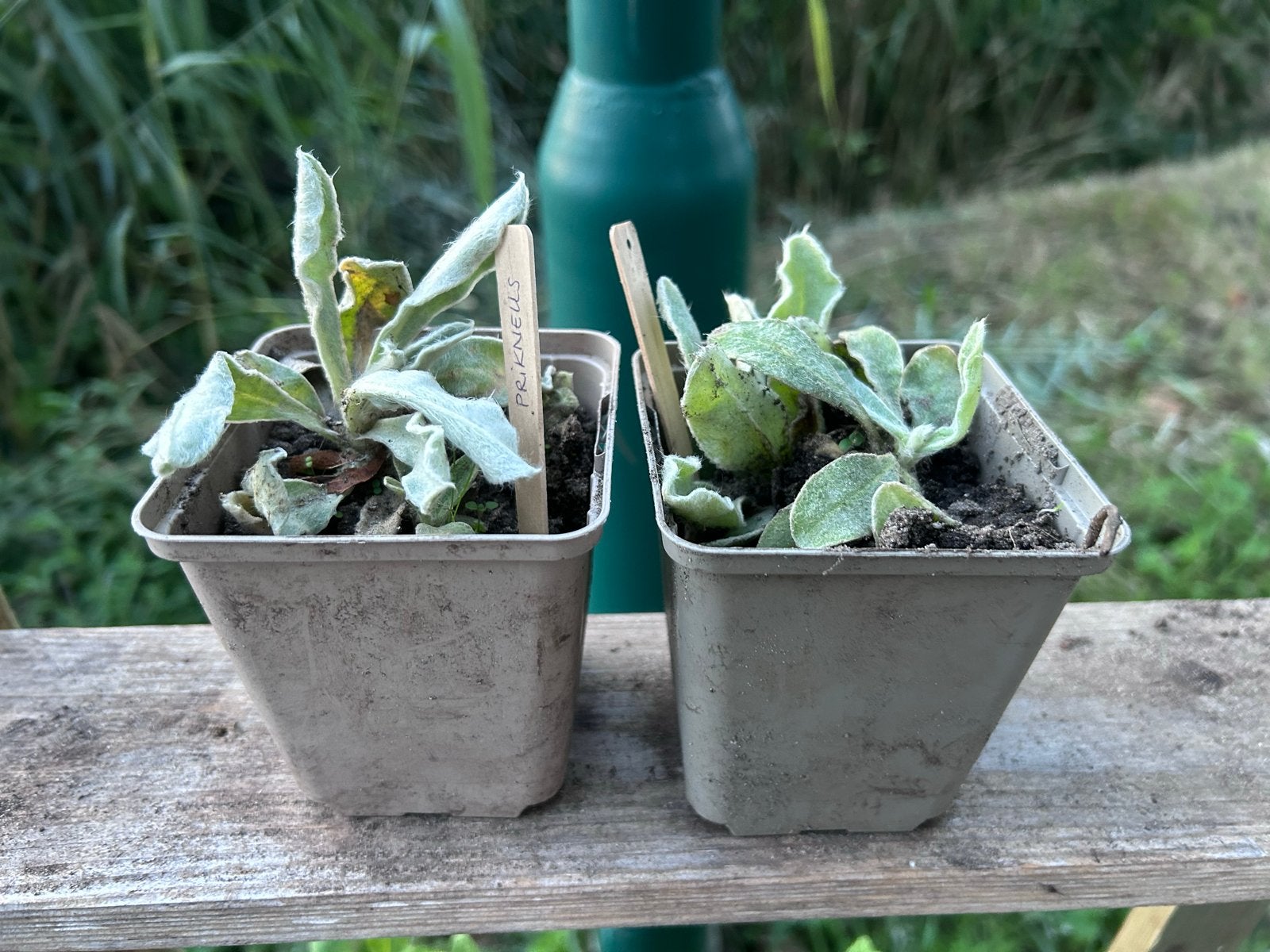 🌱 Biologische prikneus - wit met zachtroze hartje 🌸, Volle zon, Vaste plant, Zomer, Ophalen
