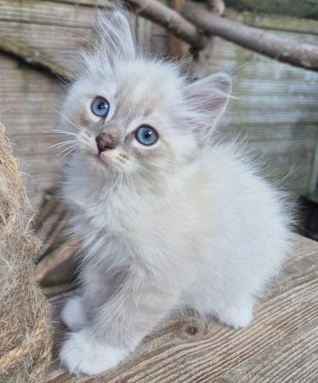 Ragdoll X  Britse langhaar kittens, katertjes, Dieren en Toebehoren, Katten en Kittens | Raskatten | Langhaar, Kater, Ontwormd