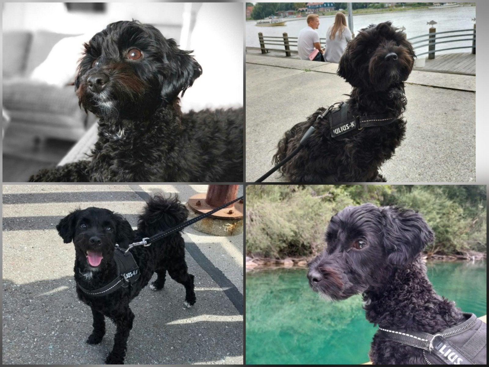 Oppas gezocht voor onze hond (Ayra)
Oppas gezocht voor onze, Teef, Eén hond, Klein, CDV (hondenziekte)