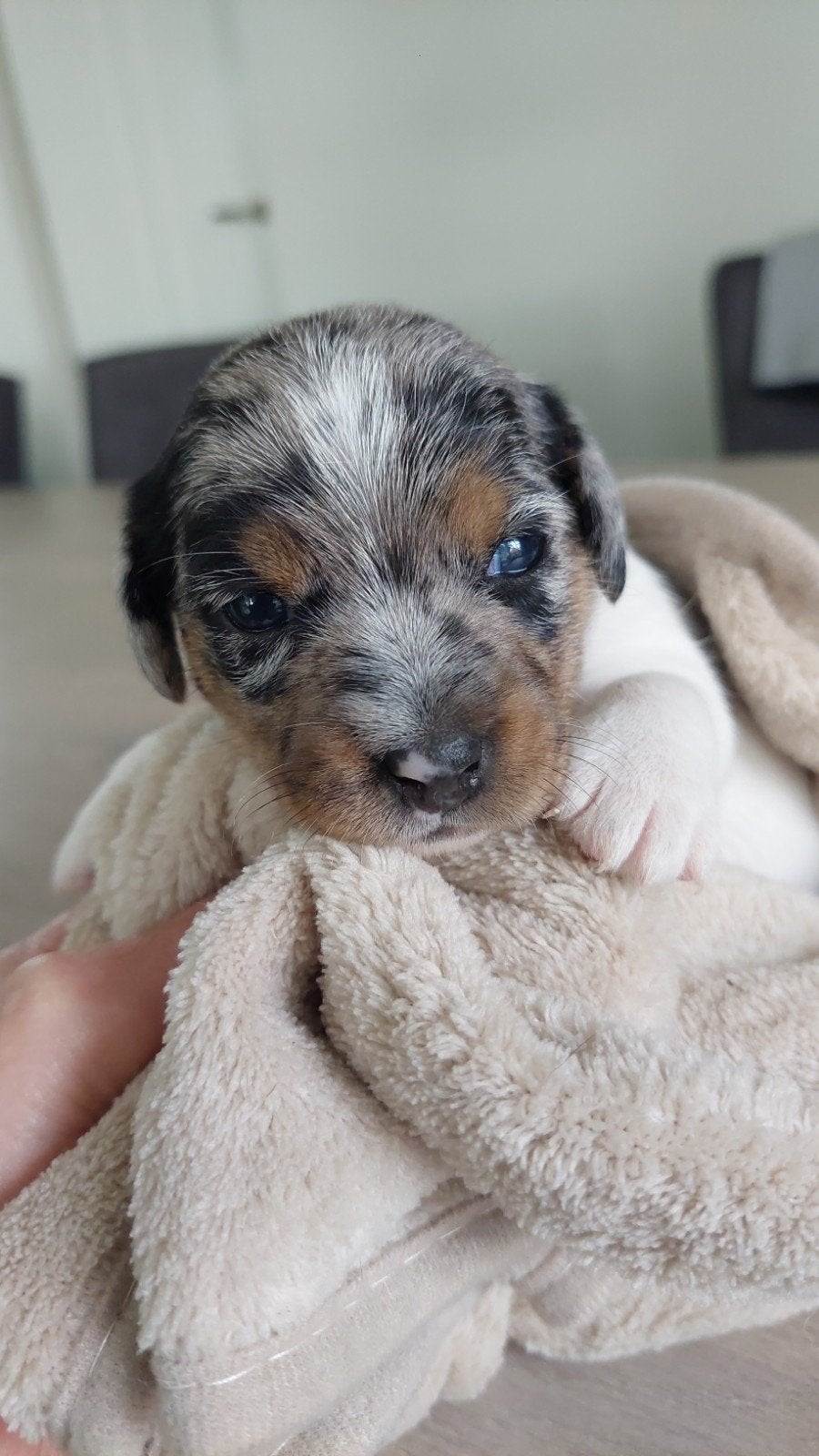 Unieke Jack Russel pups blue merle teefjes en drie kleur reu, Dieren en Toebehoren, Jack Russell Terriër, 8 tot 15 weken, Meerdere