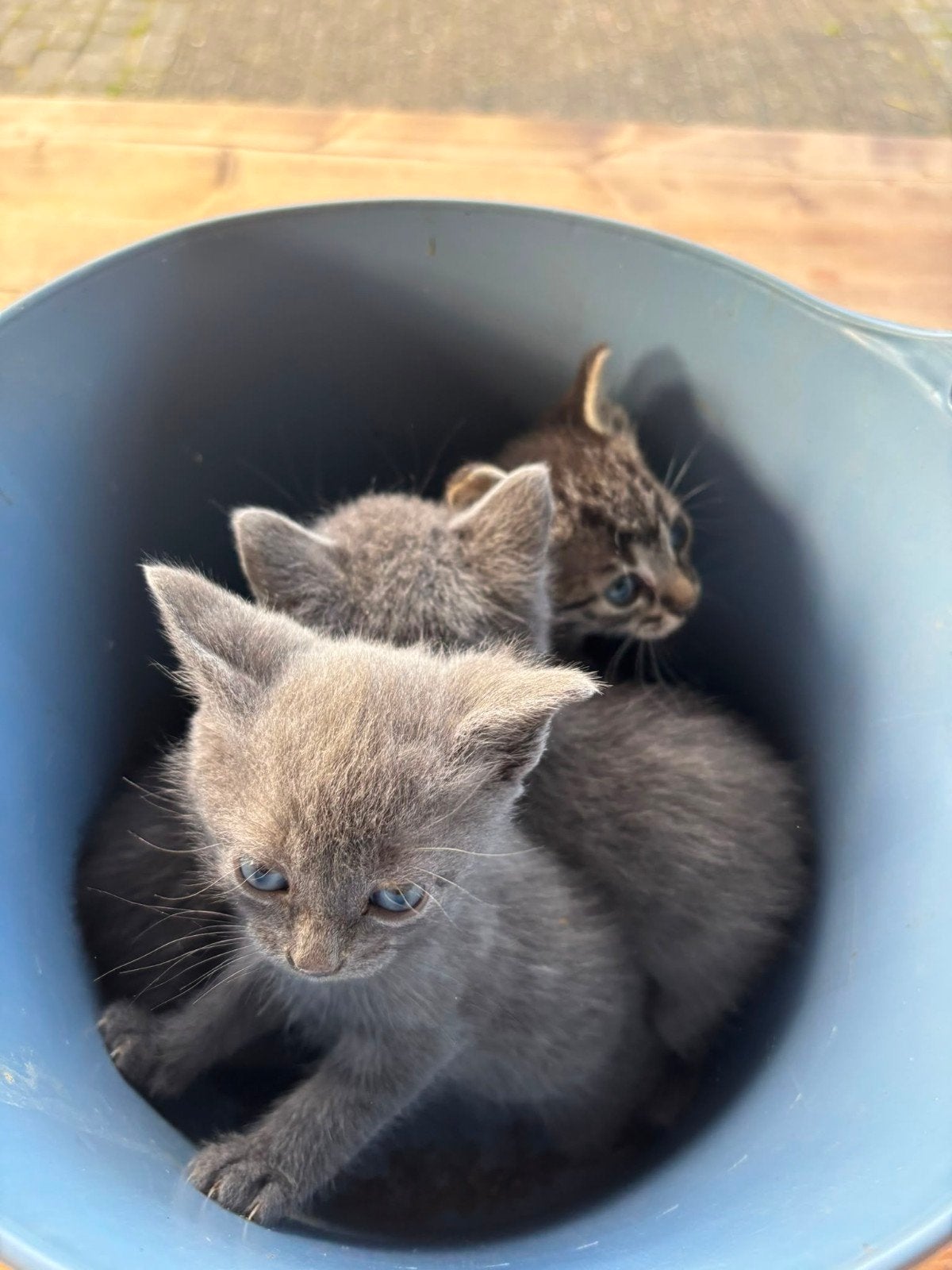 Boerderij Kittens, Dieren en Toebehoren, Katten en Kittens | Overige Katten, Kortharig, Meerdere dieren, 0 tot 2 jaar