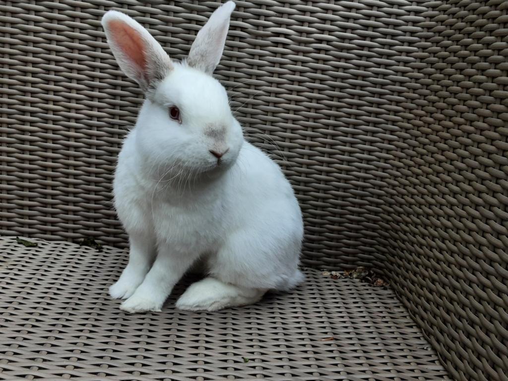 Lief konijntje, Mannelijk, Dwerg, 0 tot 2 jaar