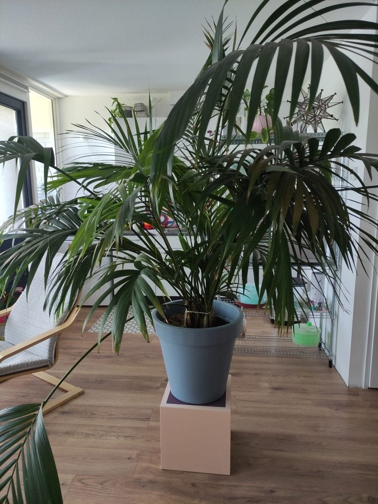 Prachtige palm, Ophalen, Palm, Halfschaduw, In pot