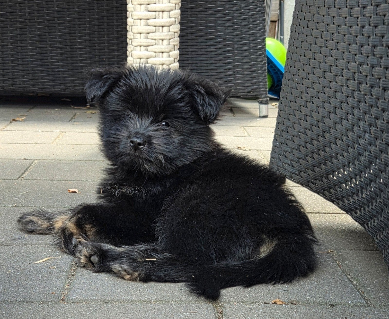 super lief en knap  pomeriaan boomer pup reutje, Dieren en Toebehoren, Honden | Chihuahua's en Gezelschapshonden, 8 tot 15 weken