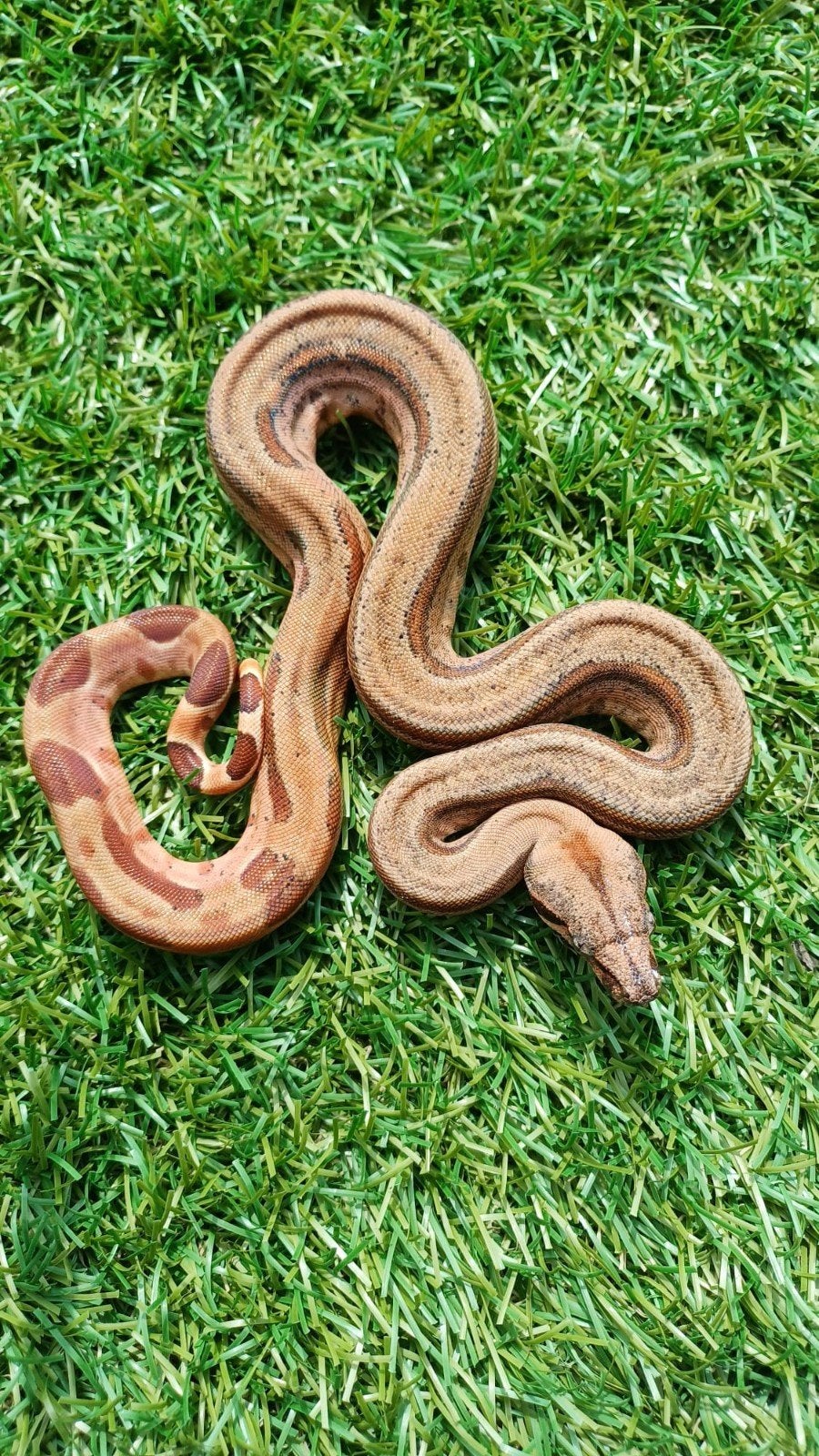 hypo stripe boa vrouw, Dieren en Toebehoren, Reptielen en Amfibieën, Slang, 0 tot 2 jaar
