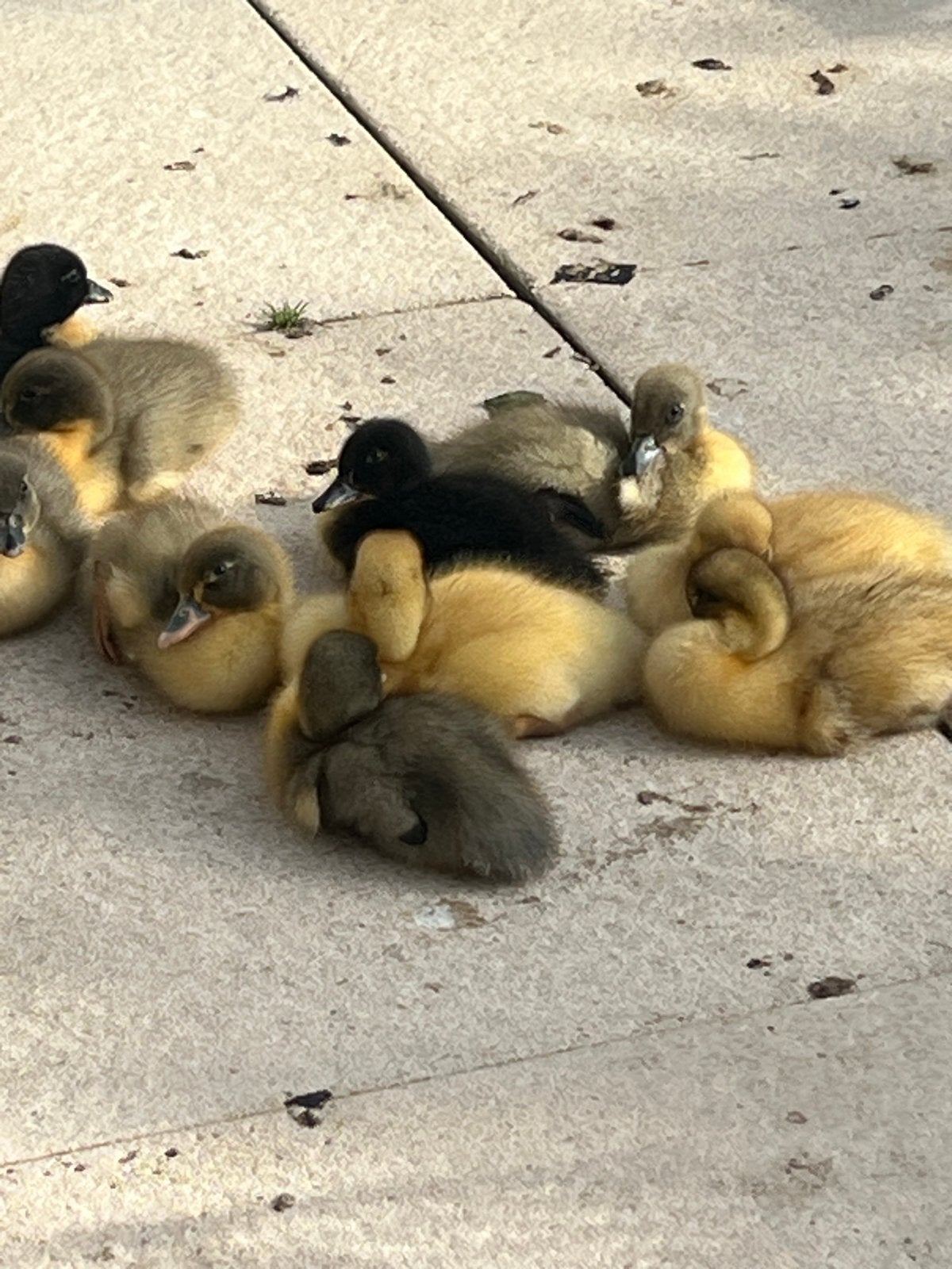 Te koop: Handtamme eendenpulletjes, Meerdere dieren