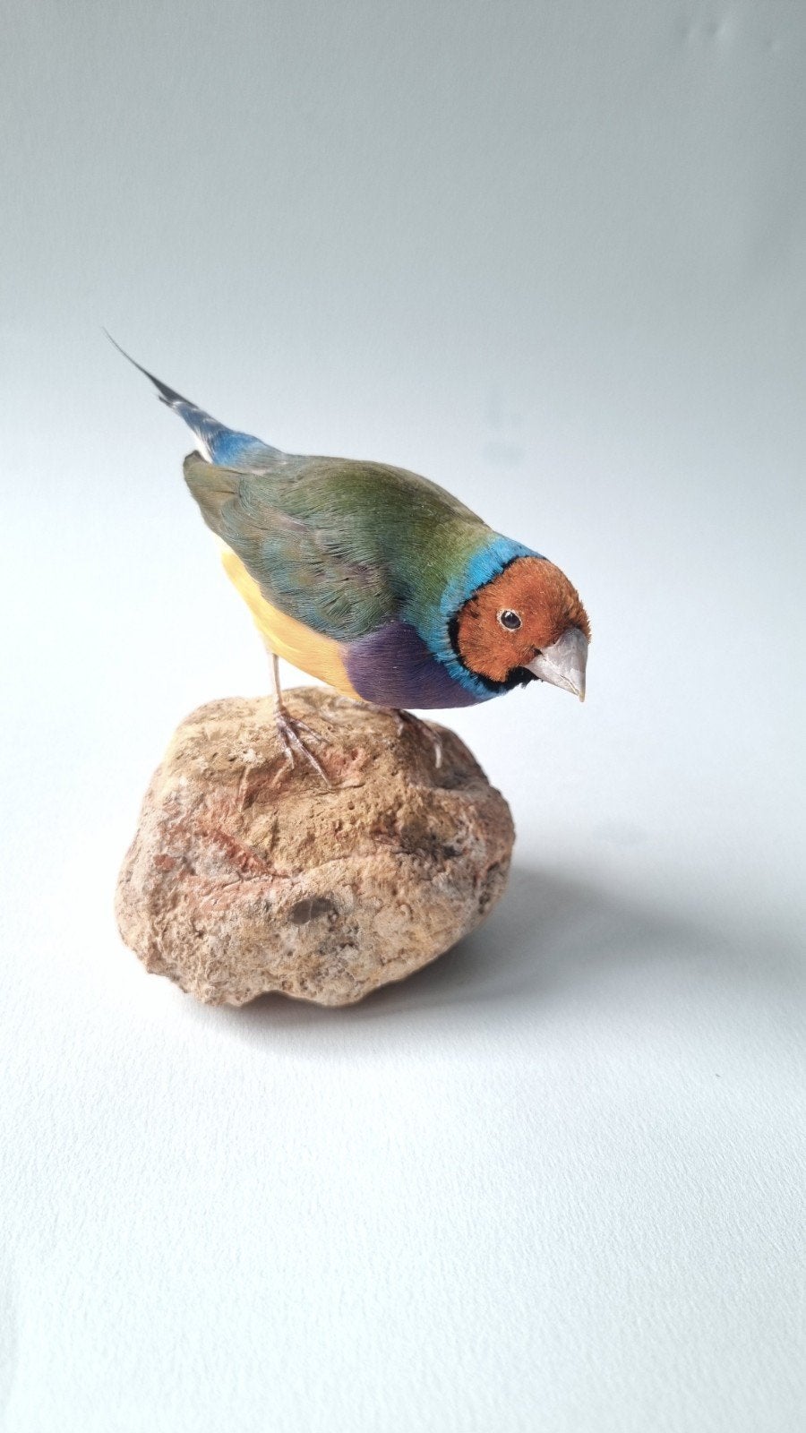 Opgezette gould amadine oranje kop, Ophalen of Verzenden, Opgezet dier