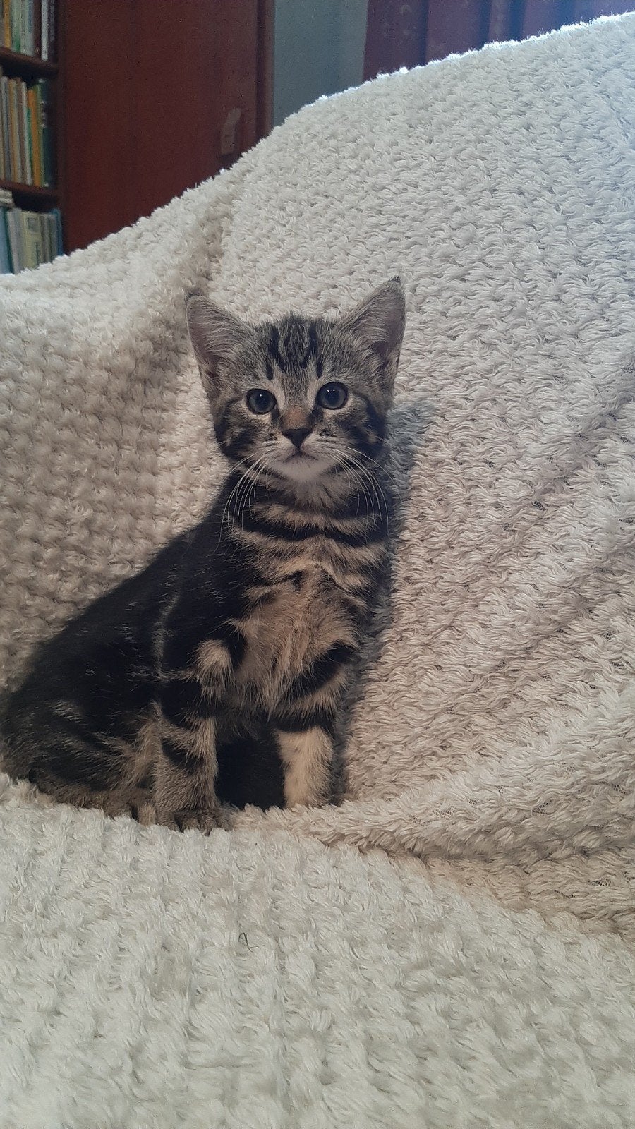 Lieve kittens te koop (wit, cyper, rood en lapjes), Dieren en Toebehoren, Katten en Kittens | Overige Katten, Meerdere dieren