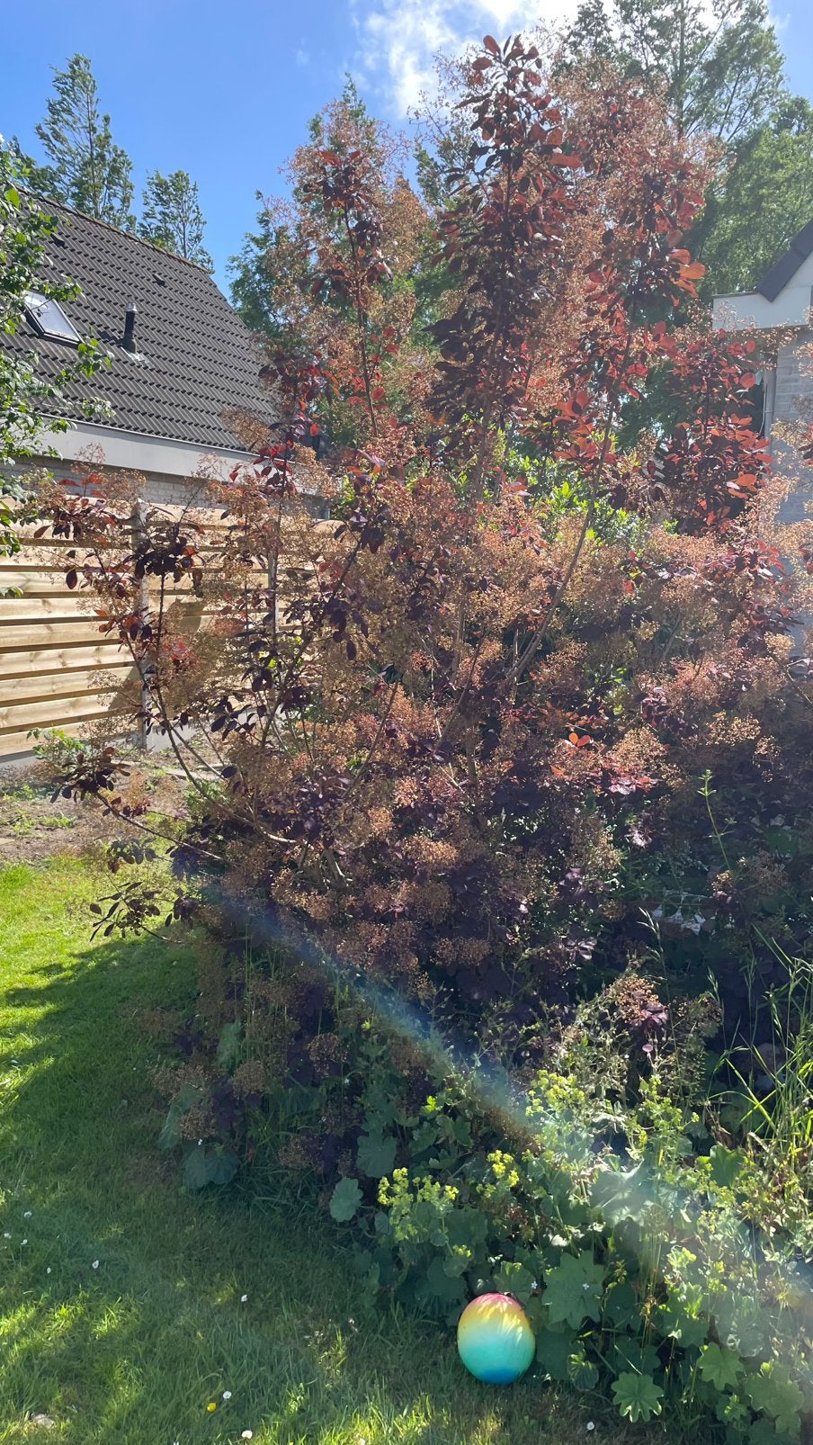 Allemaal planten struiken gratis! Zelf uitgraven, Tuin en Terras, Planten | Tuinplanten, Ophalen, Overige soorten, Volle zon