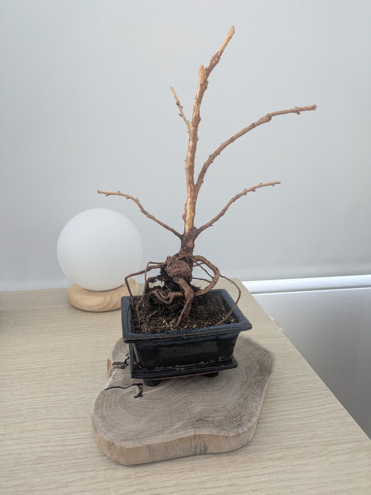 Unieke Bonsai Boom - Decoratieve Takken, Tuin en Terras, Planten | Tuinplanten, Overige soorten, Volle zon, Ophalen