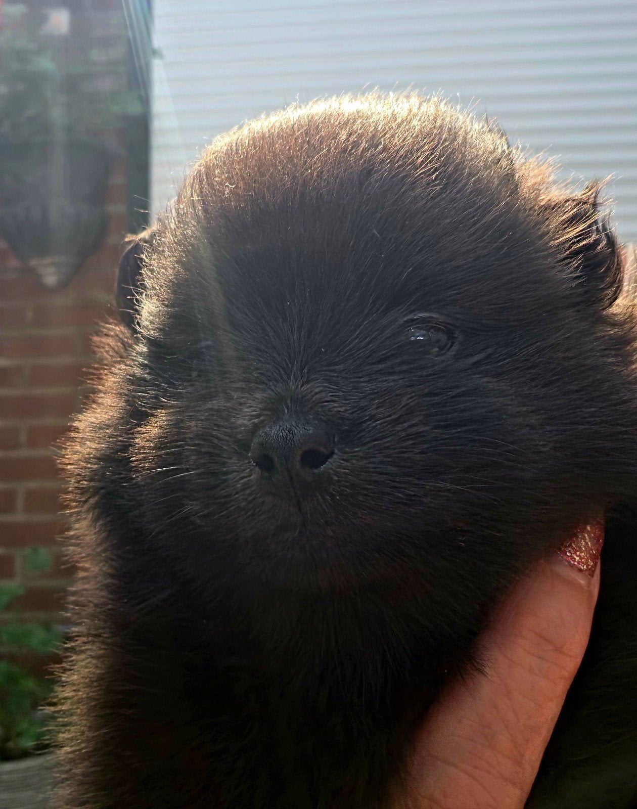 pomeranian(dwergkeesjes), Parvo, Keeshond, 8 tot 15 weken, Teef
