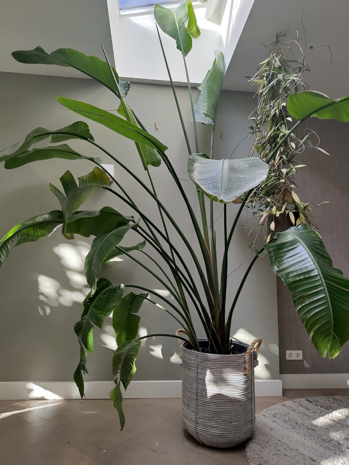 Strelitzia Nicolaï - 350 cm, Ophalen, Halfschaduw, 200 cm of meer