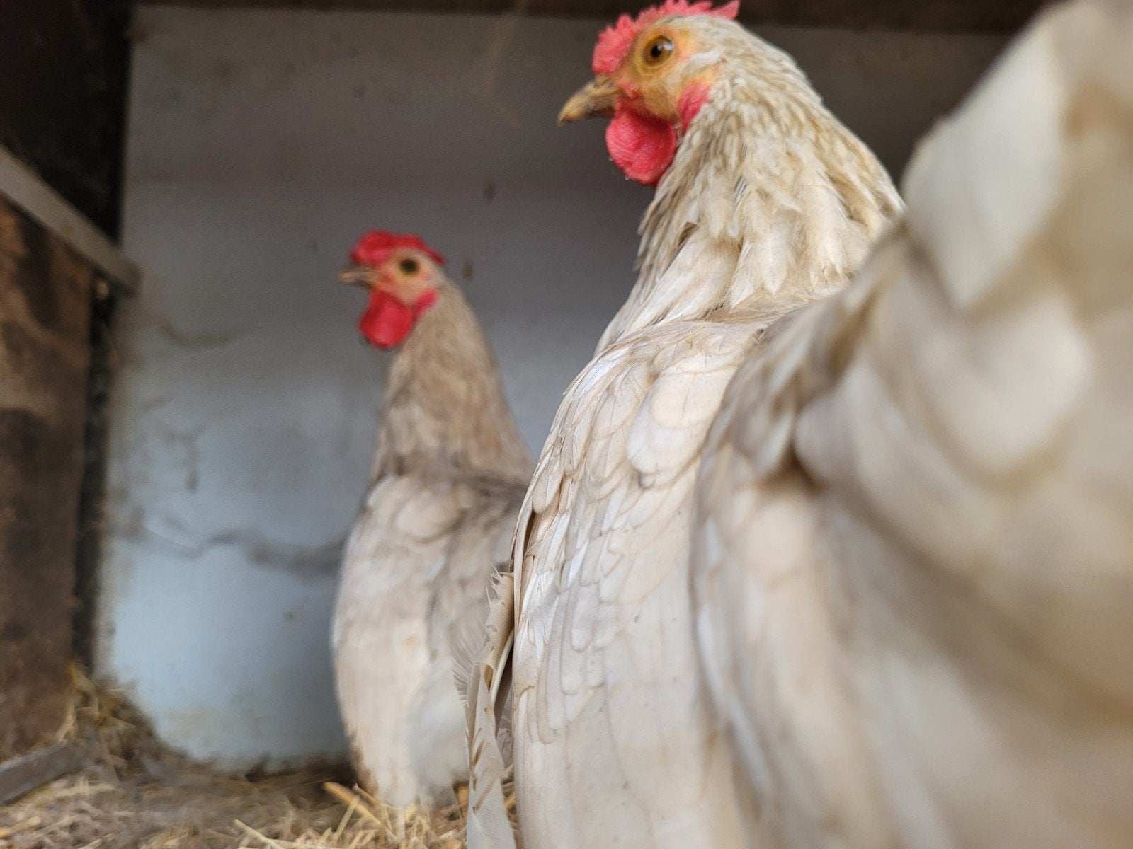 chochin x Sebright kuikens/kipjes, Dieren en Toebehoren, Meerdere dieren, Kip
