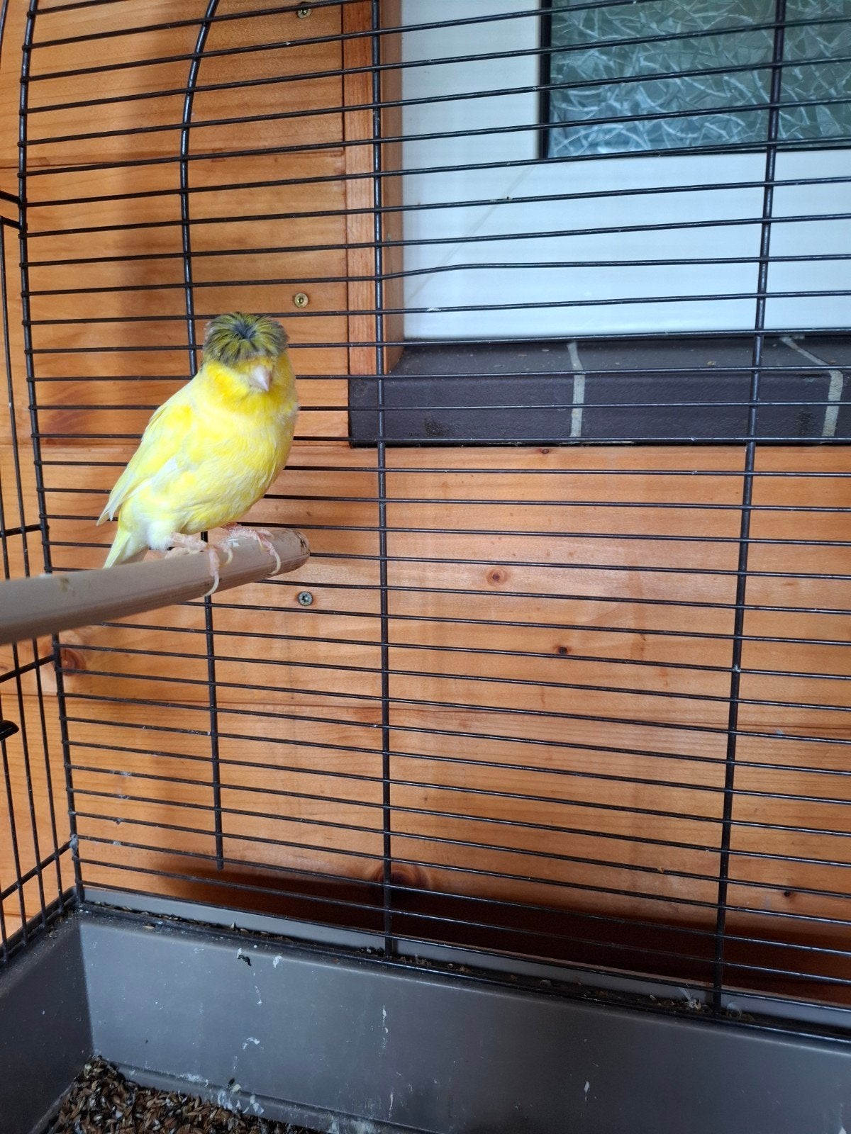 een koppel kanaries met twee koien, Dieren en Toebehoren