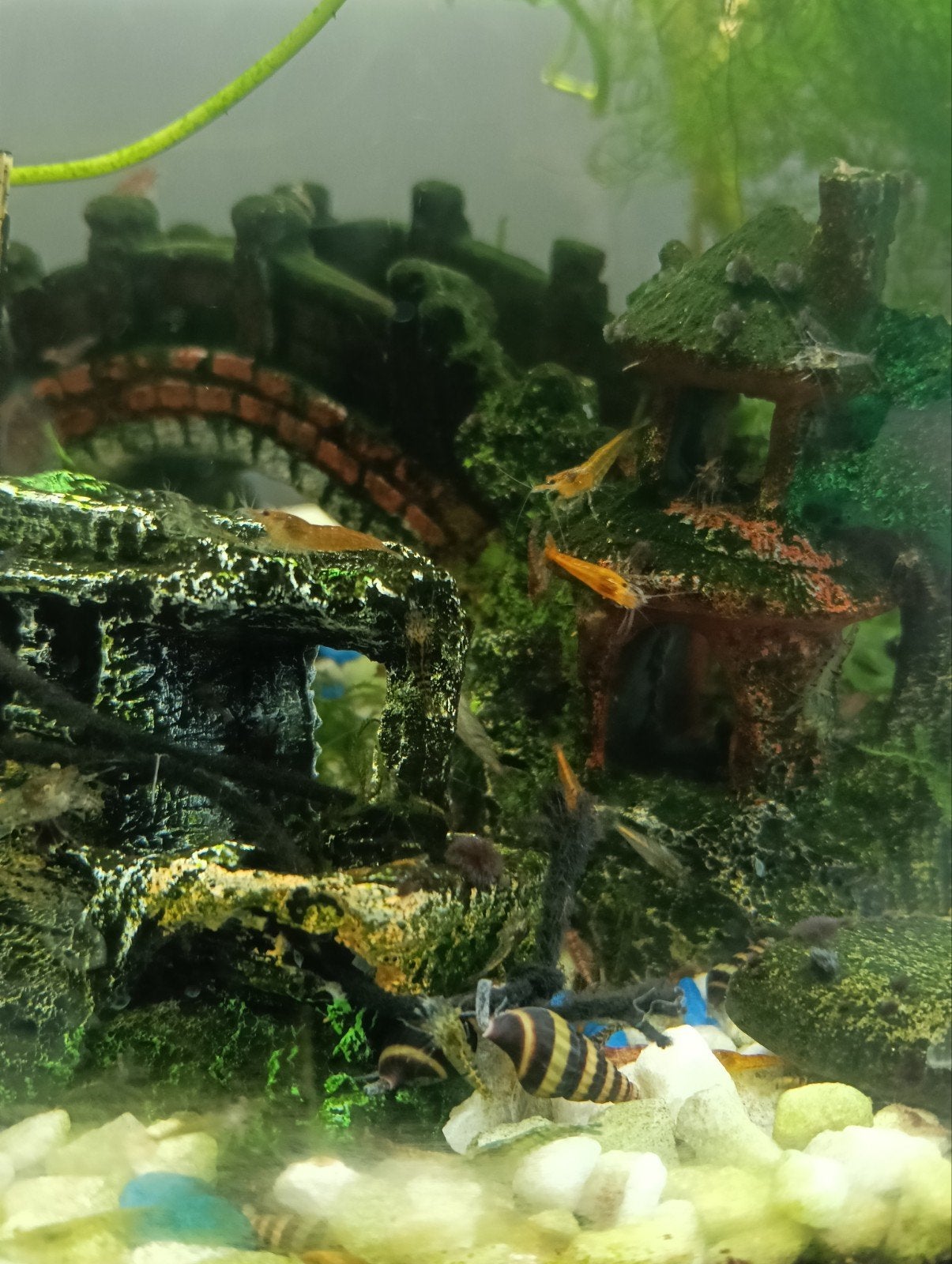 garnalen, Kreeft, Krab of Garnaal