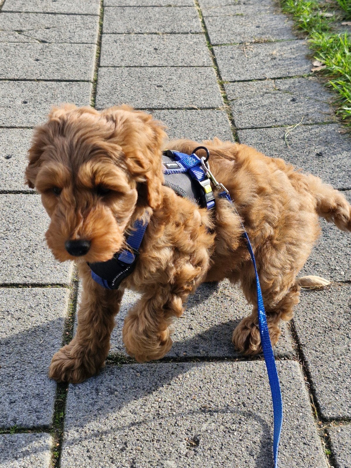 Mooi Labradoodle pup, Reu, 8 tot 15 weken, Eén hond, Middel