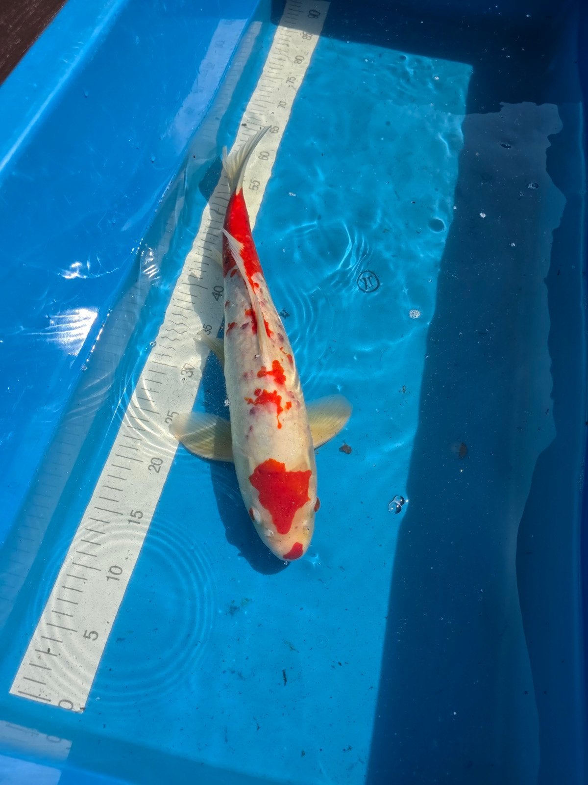 Leuke kohaku, Karper of Koi