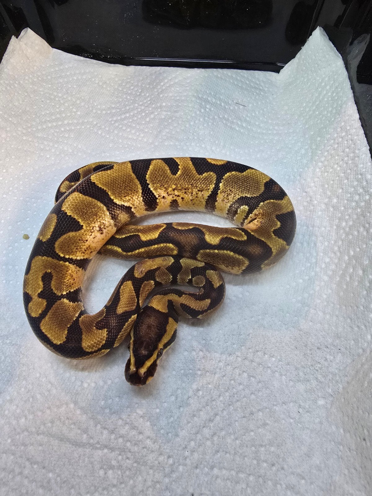 Koningspython (Python regius) – Nederlandse nakweek 2026

Op Ball Python photo 2