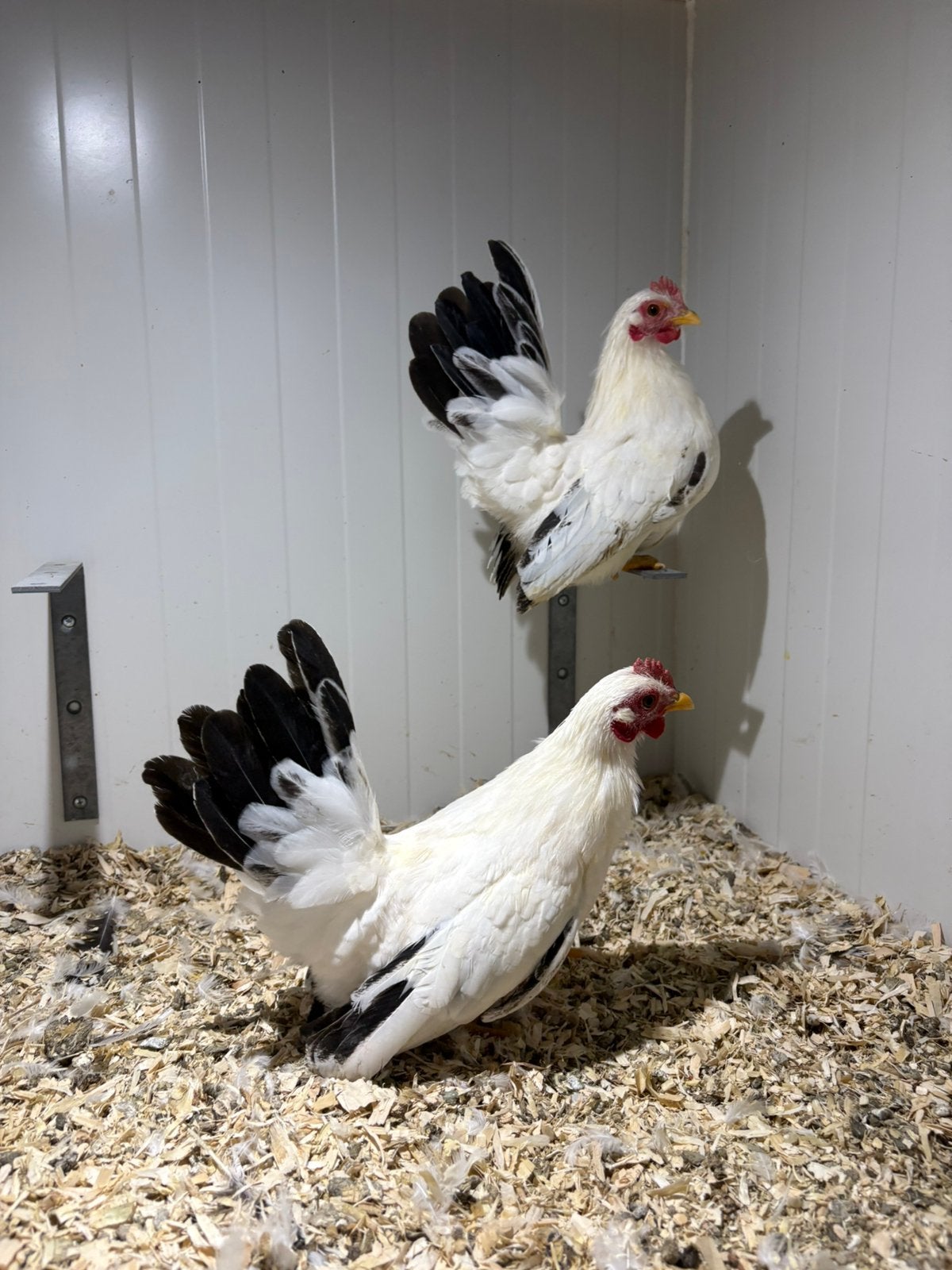 2 chabo hennen te koop aangeboden, Vrouwelijk, Kip