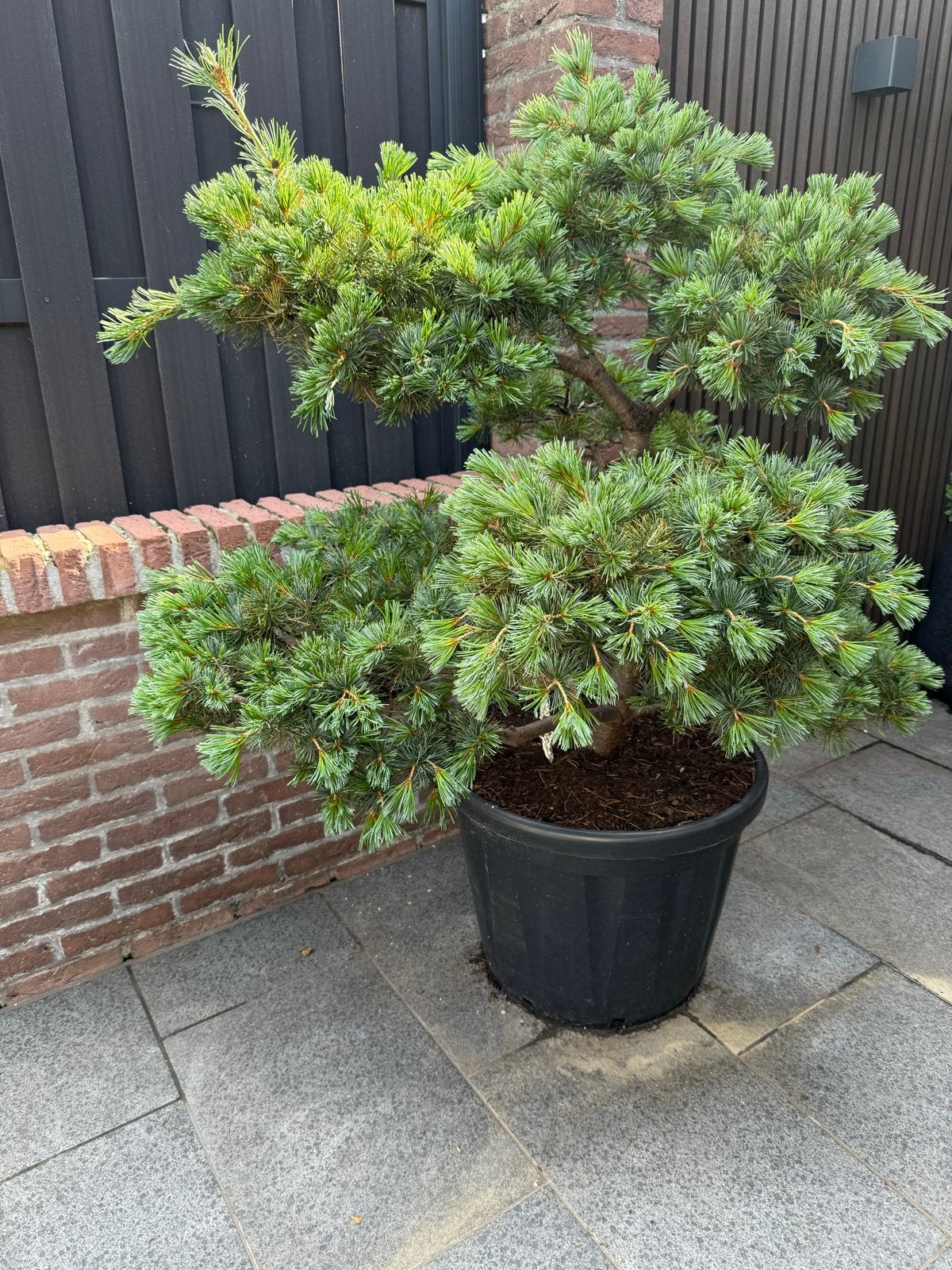Mooie Pinus Parviflora 'Arakawa' volle bonsai boom, Vaste plant, Bloeit niet, Halfschaduw, Ophalen