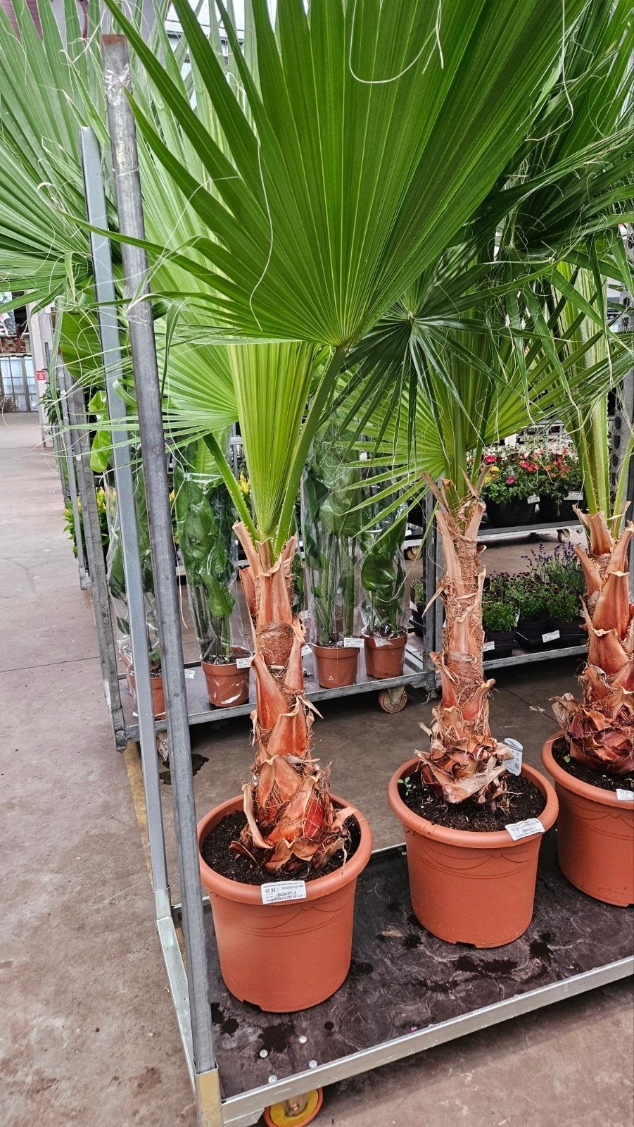 Washingtonia robusta - Mexicaanse waaierpalm, Ophalen, Overige soorten, Volle zon