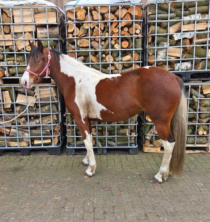 Prachtig Mooie Bonte D Pony, Dieren en Toebehoren, Pony's, Merrie, Springpony, 0 tot 2 jaar, Gechipt